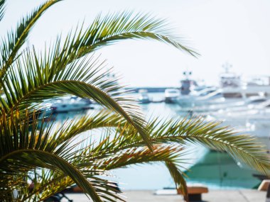 Sahilde bir tatil köyü ve yatların önünde palmiye ağaçları. Bulanık resim.