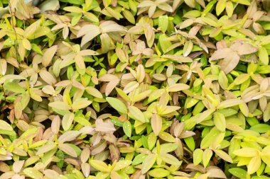 Sokakta çiy damlaları olan yaprak deseni. Bitki arkaplanı