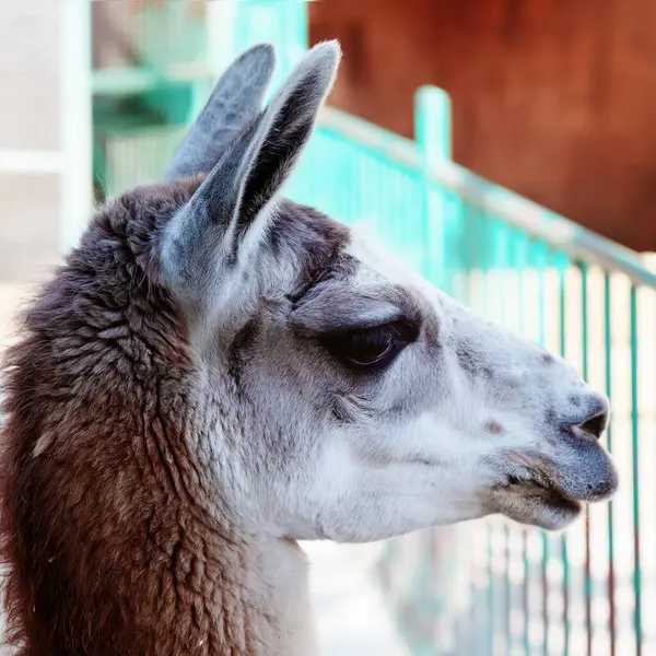 Lamas head in profile close-up at zoo
