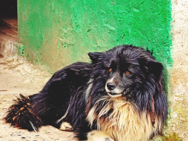 Caddedeki eski yeşil duvarın yanındaki tüylü siyah köpek.