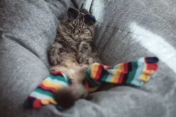 10 000 000 imagenes de Calzones de gatito libres de derechos Depositphotos