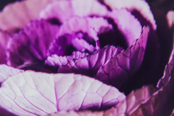 Zárjuk le az ibolyaszín lila káposztavirágot vízcseppekkel. Díszkáposzta. Virágos háttér. Trendi szín. Makro, szelektív fókusz — Stock Fotó