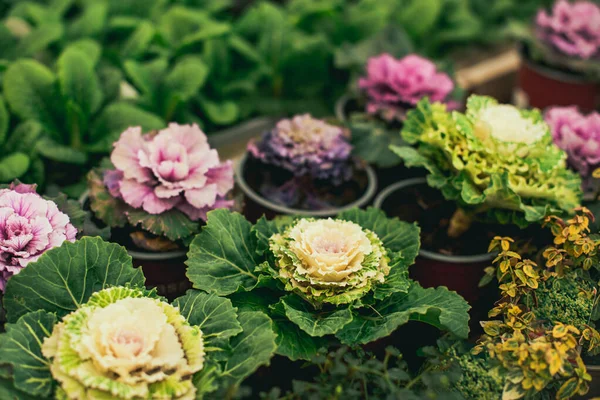 Rows with violet and green cabbage flowers in the pots in a garden centre. Selective focus.