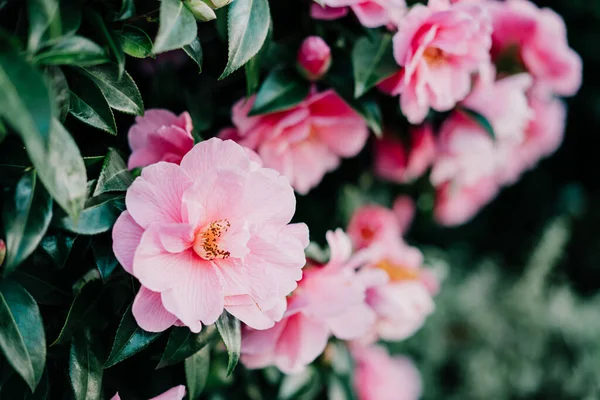 Zárja be rózsaszín kaméliás virágok zöld levelek háttér. Virágzó tavasz. Szelektív összpontosítás — Stock Fotó