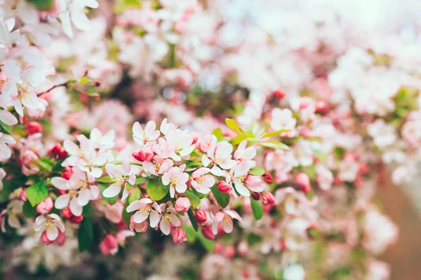 Branches of pink flowers of blooming apple tree in spring on a Sunny day. Springtime flowers and spring nature beauty. selective focus. — Stock Photo, Image