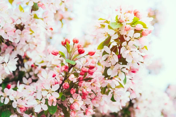 Rózsaszín virágágak virágzó almafa tavasszal egy napsütéses napon. Tavaszi virágok és tavaszi természet szépsége. szelektív fókusz. — Stock Fotó