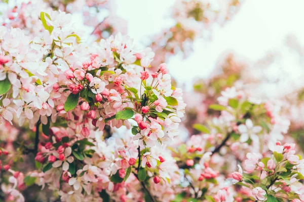 Güneşli bir günde baharda çiçek açan elma ağacının pembe dalları. Bahar çiçekleri ve bahar doğası güzelliği. seçici odak.