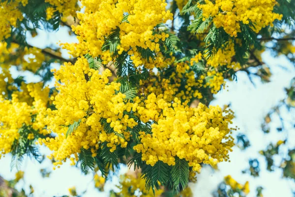 Gros plan Mimosa jaune avec des grappes de fleurs tendres et duveteuses. Fond printanier en fleurs. Fleurs printanières saisonnières. Mise au point sélective, espace de copie. — Photo
