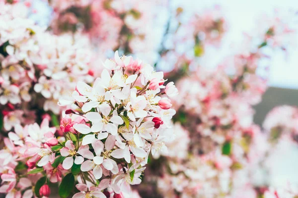Rózsaszín virágágak virágzó almafa tavasszal egy napsütéses napon. Tavaszi virágok és tavaszi természet szépsége. szelektív fókusz. — Stock Fotó