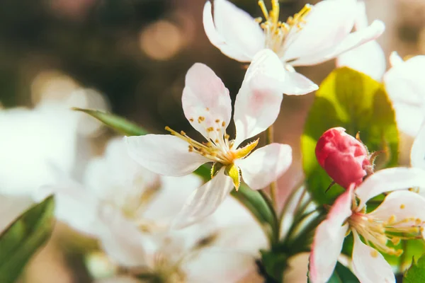 Zárja be a szelektív fókusz rózsaszín virágok virágzó almafa tavasszal egy Sunny nap közelkép makró a természetben a szabadban. Fénymásolási hely. — Stock Fotó