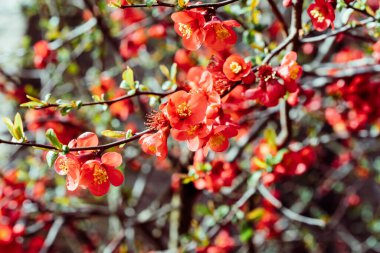 Çiçek açan ağaçlar. Çiçekli bir ayva, Chaenomeles Specosa 'nın parlak kırmızı çiçekleri, güneşli bir günde çalılık. Japon ayva ya da Çin ayvası olarak bilinen dikenli bir yaprak döken ya da yarı yeşil bir çalılık..