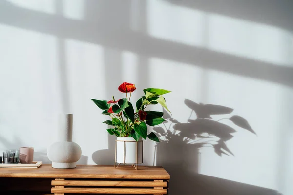 モダンなミニマリスト北欧スタイルのインテリア。キャンドル、陶器の花瓶や家は、太陽の光と白い灰色の壁の影の下の木製のコンソール上の鍋に赤いアンスリウムを植えます。リビングルームのデザイン — ストック写真