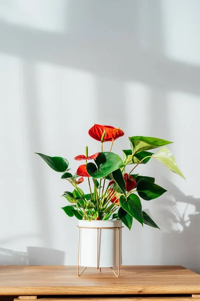 Haus pflanzt rotes Anthurium im modernen weißen Blumentopf auf einer Holzkonsole unter Sonnenlicht und Schatten an einer weiß-grauen Wand. Biophilie im minimalistischen skandinavischen Wohnzimmerdesign. Vertikale Karte. — Stockfoto