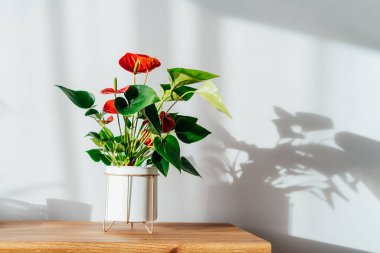 Ev, güneş ışığı altındaki ahşap bir konsolda modern beyaz saksıda kırmızı Anthurium ve beyaz gri bir duvarda gölgeler bırakıyor. Minimalist İskandinav tarzı oturma odası tasarımında biyofili. Boşluğu kopyala.