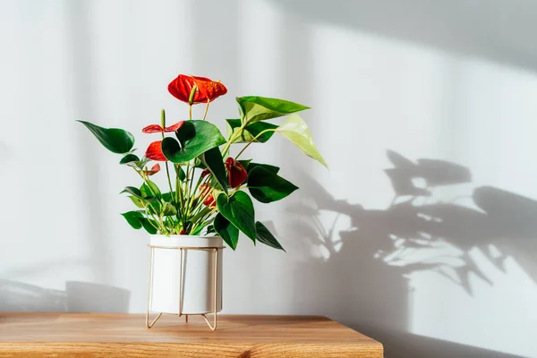 Haus pflanzt rotes Anthurium im modernen weißen Blumentopf auf einer Holzkonsole unter Sonnenlicht und Schatten an einer weiß-grauen Wand. Biophilie im minimalistischen skandinavischen Wohnzimmerdesign. Kopierraum. — Stockfoto