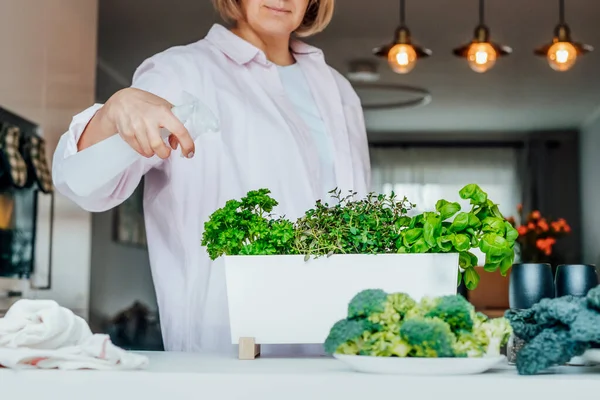 Woman watering home indoor gardening on the kitchen. Pots of herbs with basil, parsley and thyme. Home planting and food growing. Sustainable lifestyle, plant-based foods. Selective focus. Copy space — Stock Photo, Image