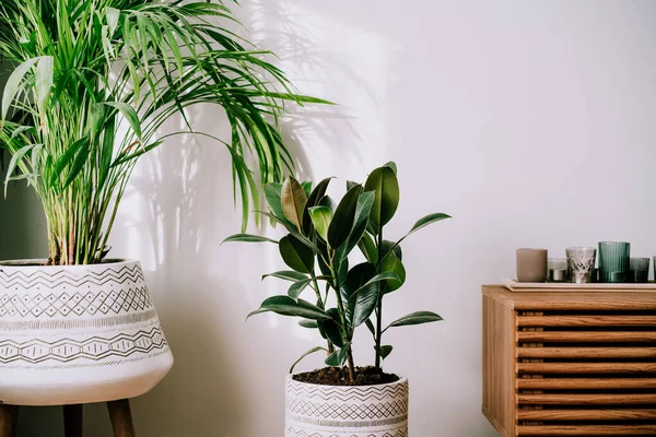 Stylish modern floral home decor in minimal style on the white wall background. Biophilia, green home design. Areca palm and ficus rubber plants in authentic ceramic pots. Selective focus. — Stock Photo, Image