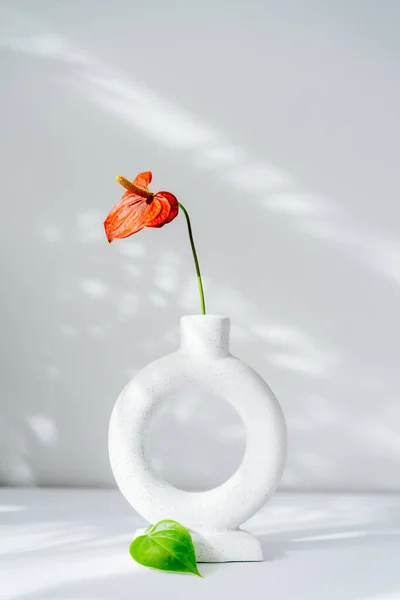 Modern minimalist nordic round ceramic vase with red flower of Anthurium and green leaf on the white background under sunlight and shadows on a white gray wall. Trendy interior design decor. Vertical.