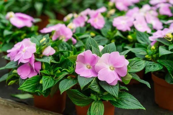 Impatiens Nova Guiné - Planthiza