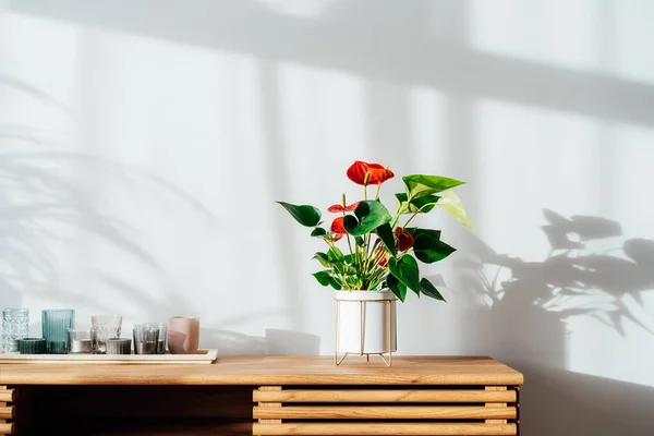 Modernes minimalistisches skandinavisches Interieur. Kerzen auf Tablett und Haus pflanzen rotes Anthurium in einem Topf auf einer Holzkonsole unter Sonnenlicht und Schatten an einer weiß-grauen Wand. Wohnzimmergestaltung. Biophilie — Stockfoto
