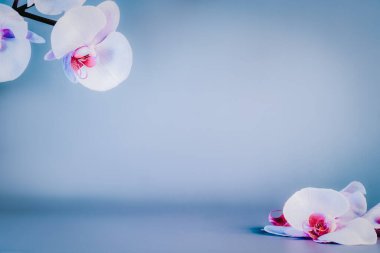 Güzel çiçek arkaplanı. Açık mavi arkaplanda beyaz falaenopsis orkideleri. Pastel renkler. Tropik çiçek, orkidelerin dalı. Kopyalama alanı olan bir model. Seçici odak.