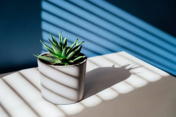 Grüne Sukkulente im Betonpflanzentopf mit dekorativen Schatten an einer blauen Wand und Tischfläche im Wohnbereich. Spiel der Schatten an einer Wand aus dem Fenster am sonnigen Tag. Grafisch minimalistischer Hintergrund. — Stockfoto