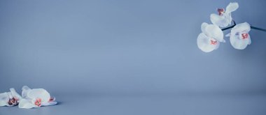 Güzel çiçek arkaplanı. Açık mavi arkaplanda beyaz falaenopsis orkideleri. Pastel renkler. Tropik çiçek, orkidelerin dalı. Metin için kopyalama alanı olan geniş pankart modeli. Seçici odak.