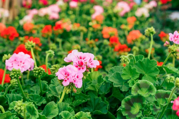 Virágzó muskátli különböző színekben a kerti fazekakban. Kertészeti és ültetési ötletek egy új évszakban. Szelektív fókusz. — Stock Fotó