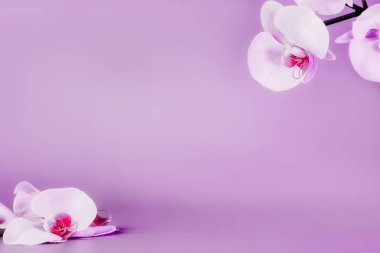 Güzel çiçek arkaplanı. Mor bir arka planda beyaz ve pembe penaenopsis orkideleri. Pastel renkler. Tropik çiçek, orkidelerin dalı. Kopyalama alanı olan bir model. Seçici odak
