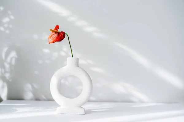 Modern minimalist nordic round ceramic vase with red flower of Anthurium on the white background under sunlight and shadows on a white gray wall. Trendy interior design decor. Copy space