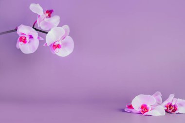 Güzel çiçek arkaplanı. Mor bir arka planda beyaz ve pembe penaenopsis orkideleri. Pastel renkler. Tropik çiçek, orkidelerin dalı. Kopyalama alanı olan bir model. Seçici odak