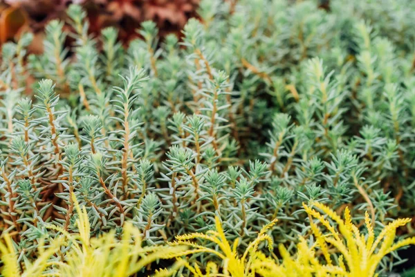 Sedum refleksi ya da Sedum rupestre refleksli taş rop, Jennys Stonecrop, mavi taşrop, bahçedeki taş ordum Sedum Taşrop