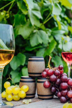 Şaraphane konsepti. Minyatür şarap fıçıları, üzüm bağlarının arka planındaki ahşap masada beyaz ve kırmızı şarap ve üzümlü bardaklar. Şarap tatma, Degustation. Dikey kart, boşluğu kopyala