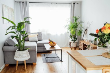 Açık uzay oturma odasının şık ve modern İskandinav iç mimarisi kahve masasında meyveler, gri kanepe, yastıklar ve bir sürü yeşil bitki bulunan bambu kasesi. Açık alan ev iç tasarımı.