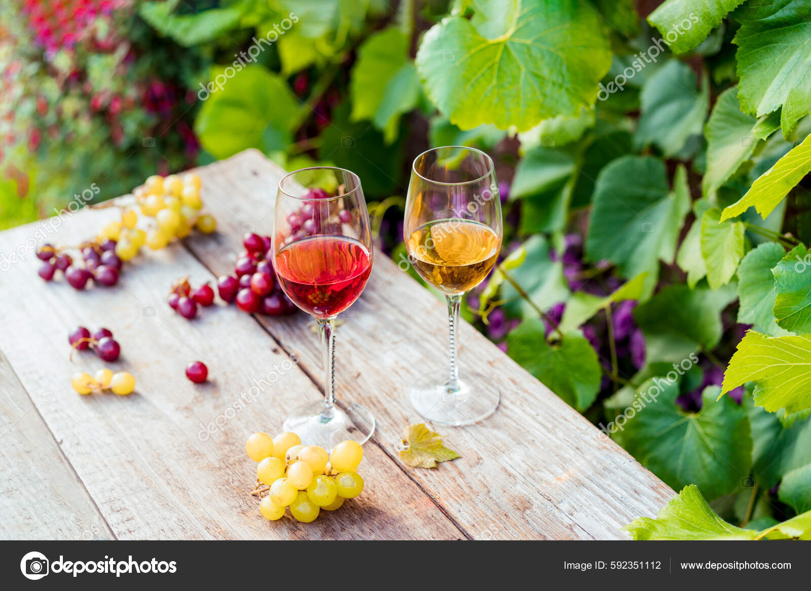 Glasses White Red Wine Grape Berries Wooden Table Vineyards Winery