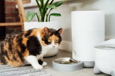 Adorable colorful cat waiting for food from automatic smart feeder in cozy home interior. Home life with a pet. Healthy pet food diet concept. Selective focus, copy space.