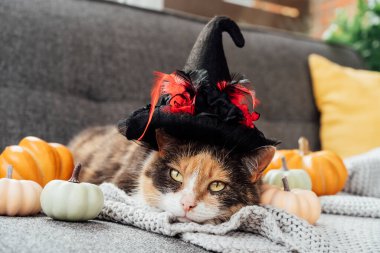 Multicolored cat in witch hat and decorative pumpkins. Relaxed cat in hat lying on the gray plaid with halloween pumpkins decor on the sofa. Autumn, fall holidays. Halloween animals. Selective focus.