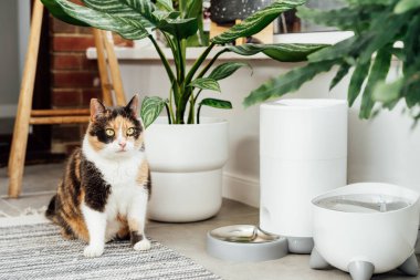 Adorable colorful cat waiting for food from automatic smart feeder in cozy home interior. Home life with a pet. Healthy pet food diet concept. Selective focus, copy space.