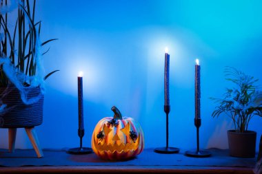 Halloween pumpkin Jack-o-lantern, black candles and decorated home plants standing on modern wooden cabinet in neon blue light. Seasonal living room interior decoration for holidays and festive party
