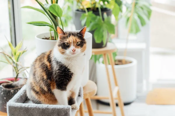 Multicolor cat sitting on the background of many green potted houseplants with large window at home conservatory. Growing indoor plants, urban jungle, biophilia. Selective focus, copy space