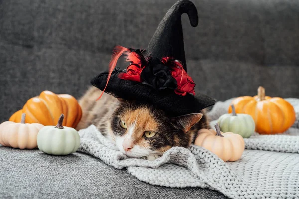 Multicolored cat in witch hat and decorative pumpkins. Relaxed cat in hat lying on the gray plaid with halloween pumpkins decor on the sofa. Autumn, fall holidays. Halloween animals. Selective focus.