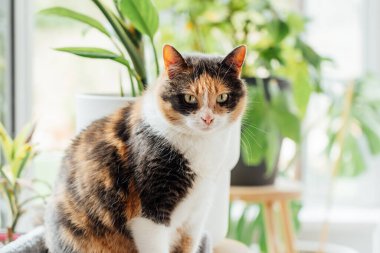 Multicolor cat sitting on the background of many green potted houseplants with large window at home conservatory. Growing indoor plants, urban jungle, biophilia. Selective focus, copy space.