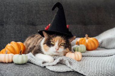 Multicolored cat in witch hat and decorative pumpkins. Relaxed cat in hat lying on the gray plaid with halloween pumpkins decor on the sofa. Autumn, fall holidays. Halloween animals. Selective focus