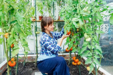 Young smiling woman picking ripe red big beef tomato in green house farm. Harvest of tomatoes. Cottagecore lifestyle. Growing organic vegetables in the garden. The concept of food self-sufficiency