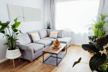 Açık uzay oturma odasının şık ve modern İskandinav iç mimarisi kahve masasında meyveler, gri kanepe ve bir sürü yeşil bitki bulunan bambu kasesi. Biyofili. Açık alan ev iç tasarımı.