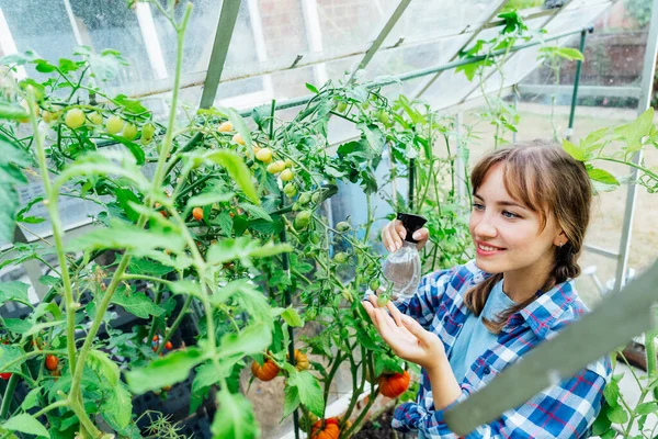 Young Woman Spraying Nature Fertilizer Mature Tomato Plants Greenhouse Organic — Foto de Stock