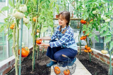 Young smiling woman picking ripe red big beef tomato in green house farm. Harvest of tomatoes. Cottagecore lifestyle. Growing organic vegetables in the garden. The concept of food self-sufficiency