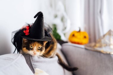 Multicolored cat with a suspicious look sits on a gray sofa in a witchs hat with Jacks Halloween pumpkin in the background. Autumn fall holidays home decoration. Halloween animals. Selective focus.