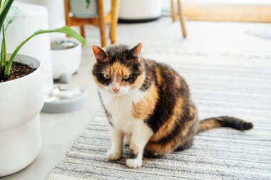 Well-fed multicolor cat waiting for food near smart feeder gadget with water fountain and dry food dispenser in cozy home interior. Home life with pet. Healthy pet food diet concept. Selective focus.