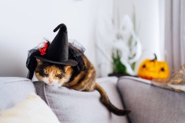 Multicolored cat with a suspicious look sits on a gray sofa in a witchs hat with Jacks Halloween pumpkin in the background. Autumn fall holidays home decoration. Halloween animals. Selective focus